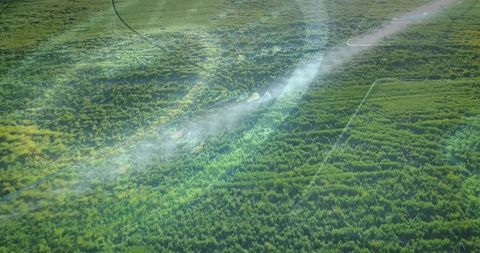Aerial plantation rows with pale mist and tractor tracks creating geometric patterns