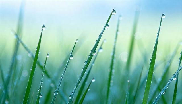 Glistening dew beads on thin green grass blades in blue-teal morning bokeh macro