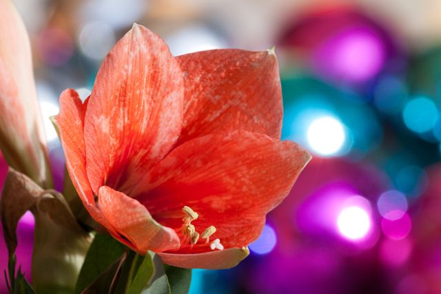 Capture the beauty of this red amaryllis flower with a stunning bokeh effect in the background. Perfect for nature and garden blogs, floral-themed decor, marketing materials for florists, and greeting cards.