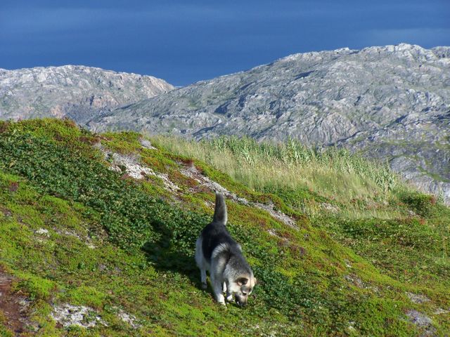 Dog on Mountain Range - Download Free Stock Photos Pikwizard.com