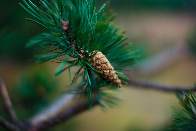 Close-Up of Pine Cone with Green Needles On Tree - Download Free Stock Photos Pikwizard.com