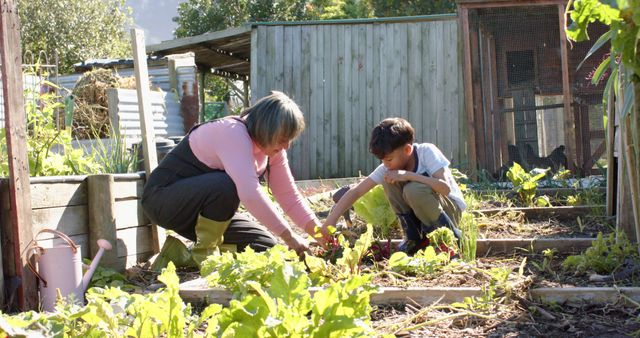 Grandmother and Grandson Gardening Together in Vegetable Garden - Download Free Stock Images Pikwizard.com