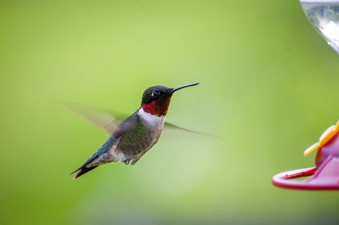 Ruby-Throated Hummingbird Hovering Near Feeder