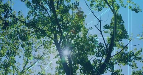 Sunbeam through tree canopy with futuristic digital overlays