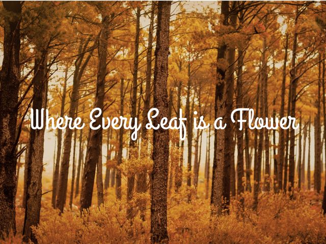 Photograph of a forest in autumn with golden leaves and text overlay saying 'Where Every Leaf is a Flower.' Perfect for autumn-themed designs, inspirational quotes, nature blogs, or fall-inspired marketing materials.
