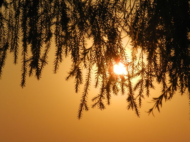 This image captures a peaceful sunset seen through the branches of a pine tree. Perfect for background use in wellness publications, nature-themed social media posts, and seasonal greetings. The tranquil and serene nature of the scene makes it ideal for meditation apps, mindfulness blogs, and relaxation materials.