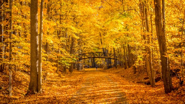 Idyllic Autumn Pathway with Golden Leaves and Footbridge - Download Free Stock Photos Pikwizard.com