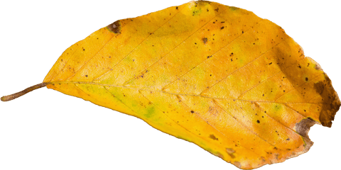 transparent background dried yellow leaf - Download Free Stock Videos Pikwizard.com