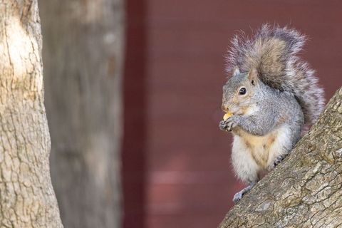 Gray squirrel nibbling nut on tree branch against red siding