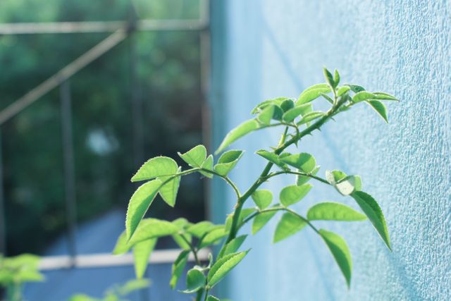 Beautiful green plant with fresh leaves growing beside a blue wall, bathed in soft morning light. Perfect for themes related to nature, growth, and tranquility. Useful for gardening blogs, environmental campaigns, outdoor decor, or wellness websites emphasizing calm and natural beauty.