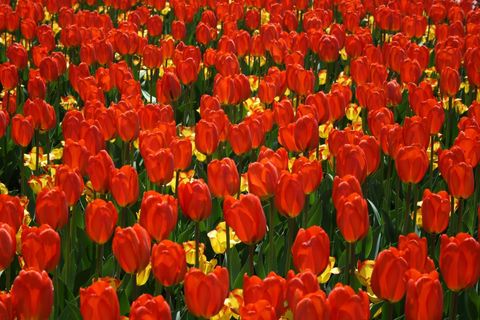 Vibrant red tulip field with yellow accents blooming in spring sunlight seasonal background