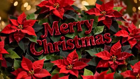 Revealing Red Poinsettias with Embossed Merry Christmas Velvet Text and Warm Bokeh