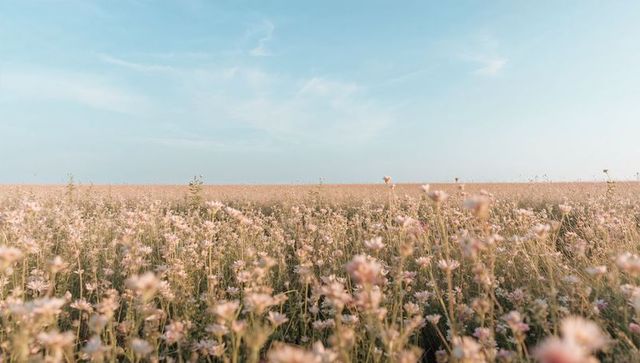 Pastel pink wildflower meadow at horizon with soft blue sky and airy cirrus clouds