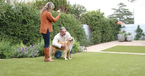 Couple playing fetch with golden retriever on lush backyard lawn