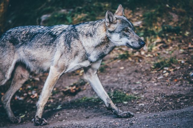 Wild wolf walking through forest is suitable for wildlife photography, nature documentaries, educational materials, conservation projects, and articles on animal behavior. Perfect for themes of wilderness, predators, natural habitat, and the importance of wildlife preservation.