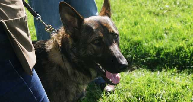 A German Shepherd enjoys a sunny day outdoors, leashed by its owner. The dog's alert expression captures the essence of a well-trained pet enjoying nature.