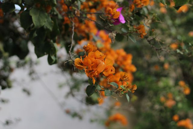 Close-Up of Vibrant Orange Bougainvillea Flowers - Download Free Stock Photos Pikwizard.com