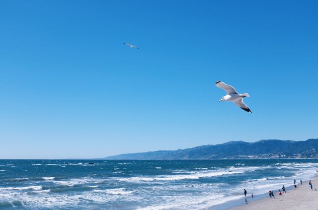Seagulls flying over a windy beach with clear blue sky and people walking along the shore. Ideal for use in travel blogs, summer vacation advertisements, coastal experience promotions, and nature-related articles.