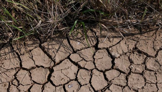 Showing cracked dry soil plates and deep fissures at grass edge revealing drought texture
