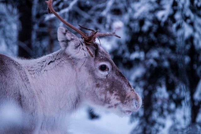 Close-up of Reindeer in Snowy Forest, Winter Landscape - Download Free Stock Photos Pikwizard.com
