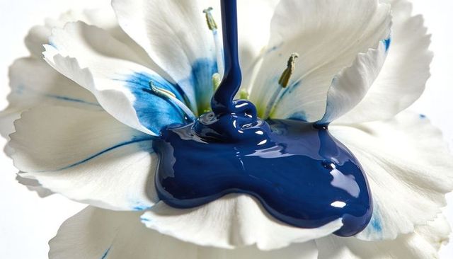 Deep blue paint pouring over white bloom macro closeup of glossy pigment on ruffled petals
