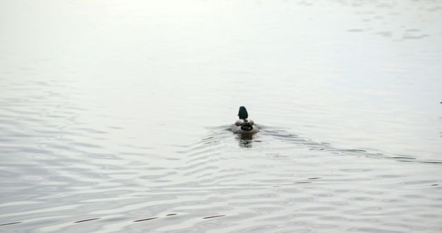 Solitary Duck Swimming in Serene Water - Download Free Stock Photos Pikwizard.com