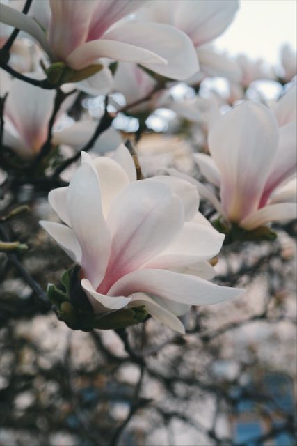 Magnolia flowers opening, showcasing delicate white petals with a hint of pink. Ideal for gardening blogs, springtime promotional materials, nature calendars, and floral-themed decor.