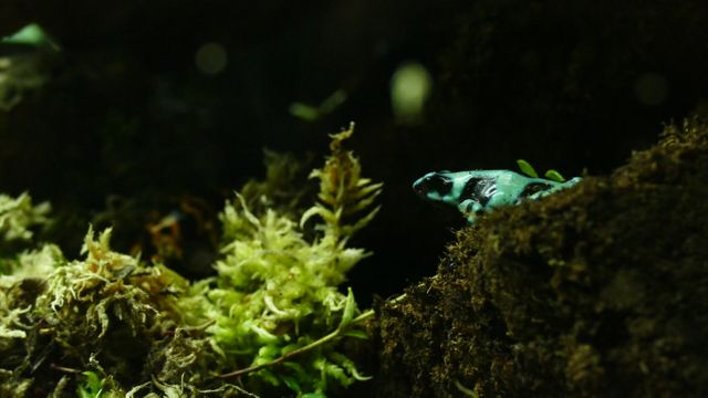 Camouflaged Blue Poison Dart Frog Amongst Forest Foliage - Download Free Stock Photos Pikwizard.com