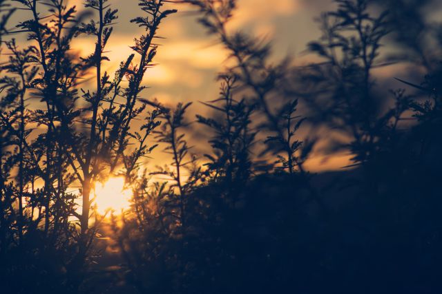 Silhouette of Plant during Sunset - Download Free Stock Photos Pikwizard.com
