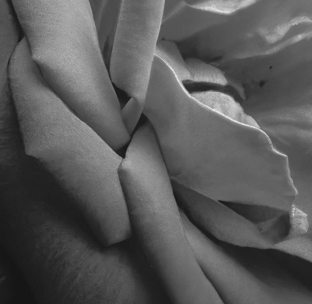 Close up of black and white rose on black background - Download Free Stock Photos Pikwizard.com