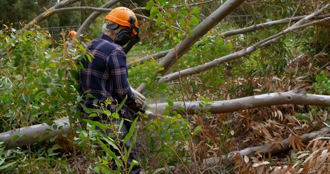Lumberjack Cutting Fallen Trees in Forest with Chainsaw - Download Free Stock Images Pikwizard.com