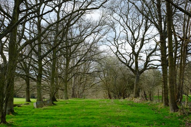 This serene woodland features a collection of bare trees with intricate, sprawling branches standing amid lush green grass. Great for illustrations conveying tranquility, nature conservation, or the peacefulness of the countryside. Suitable for use in nature blogs, relaxation-themed publications, landscape photography showcases, or eco-friendly promotional materials.