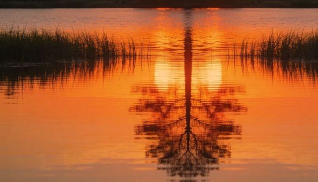 Sunset mirror reflection of lone tree and sun on still lake with reeds and orange glow