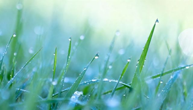 Morning dew on grass blades with sparkling water droplets, macro close-up and soft bokeh
