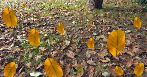 Colorful autumn leaves falling over earthy ground and lush grass