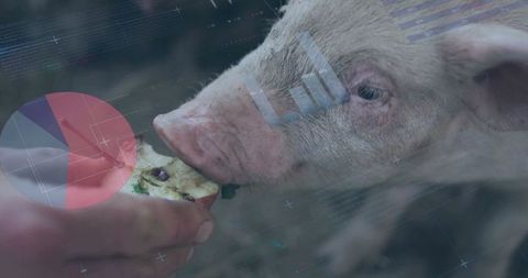 Pig Eating Apple with Digital Chart Overlay Representing Agricultural Data