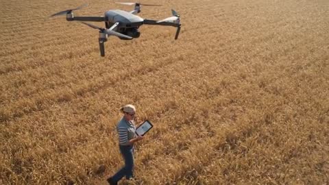 Farmer walking with tablet guiding drone for precision wheat field survey and crop monitoring