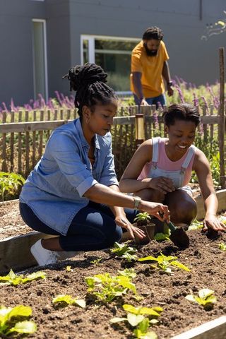 African family planting seedlings in backyard raised beds, family gardening teamwork