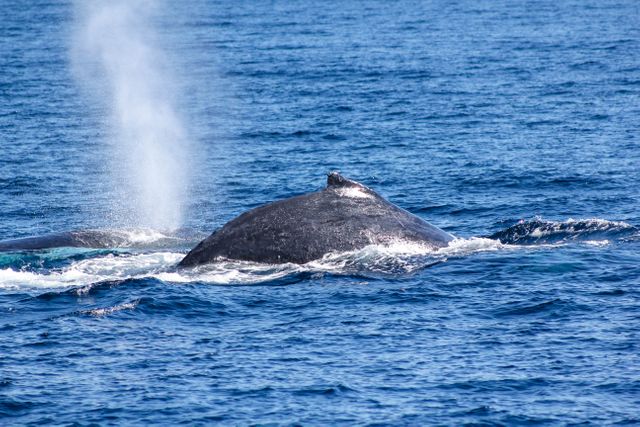 Humpback whale surfacing and blowing water in ocean. Ideal for use in educational materials about marine life, conservation campaigns, travel websites, or nature documentaries.