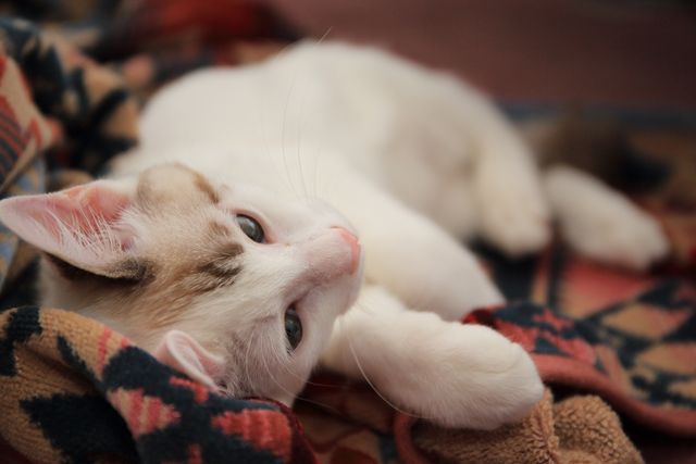 Adorable White Cat Relaxing on Cozy Blanket - Download Free Stock Photos Pikwizard.com