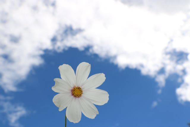 Single white cosmos flower blooming against blue sky with fluffy clouds. Perfect for illustrating concepts of simplicity, tranquility, and natural beauty. Useful in designs for posters, invitations, greeting cards, or websites related to gardening, nature appreciation, or environmental themes.