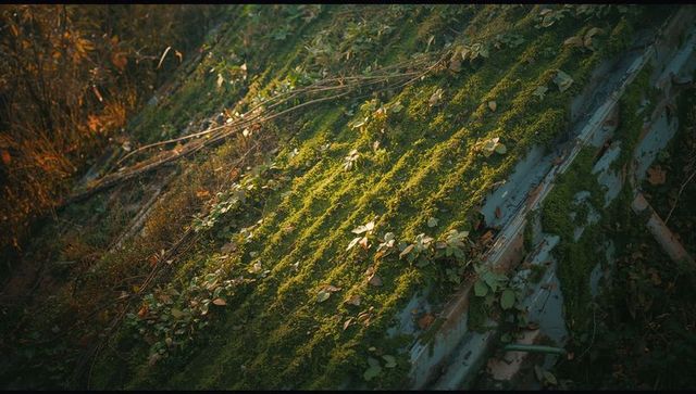 Moss Covered Corrugated Metal Roof with Vines and Leaves