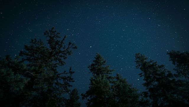 Star-filled night sky above evergreen forest