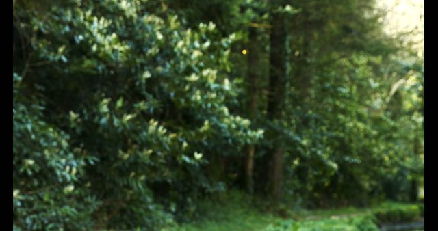 A blurry image captures the essence of a dense forest - Download Free Stock Photos Pikwizard.com