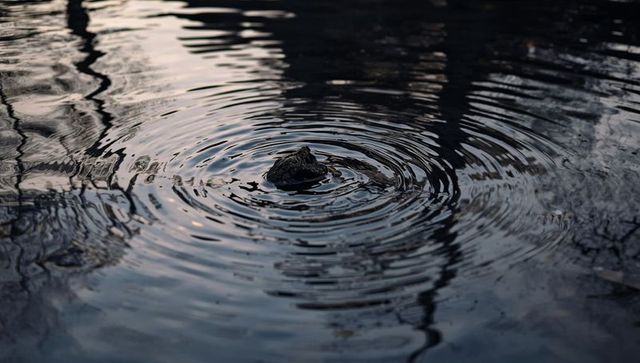 Dusk frog head breaking water surface creating concentric ripples on reflective pond minimalist