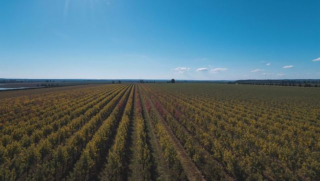 Drone view of orchard rows stretching toward horizon under clear blue sky