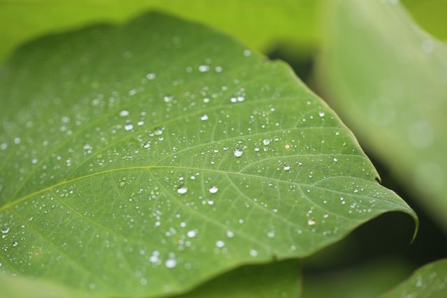 Green leaf covered with water droplets suitable for nature presentations, backgrounds, environmental themes, or promoting eco-friendly products. Captures the freshness and purity of rainwater, bringing a sense of calm and natural beauty.