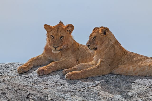 Two young lions resting on a rock under a clear sky, perfect for wildlife and nature documentaries, educational materials, conservation campaigns, and promotional materials focused on wildlife preservation.