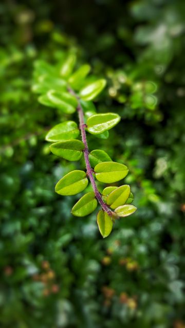 Close-up view of a green leafy branch with a blurred background. Ideal for nature-related content, environmental awareness campaigns, botanical studies, and green lifestyle promotions. Can be used in blogs, social media posts, educational materials, and environmental websites to convey natural beauty and tranquility.