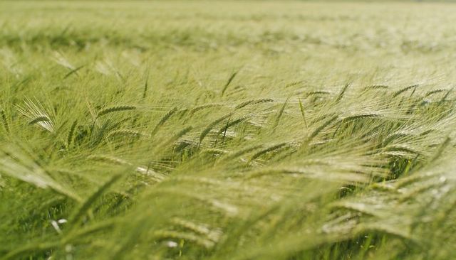 Swaying barley stalks in warm sunlight close-up of long awns and ripening grain panoramic